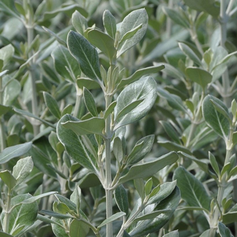 Olearia traversii - Baumaster (Foliage)