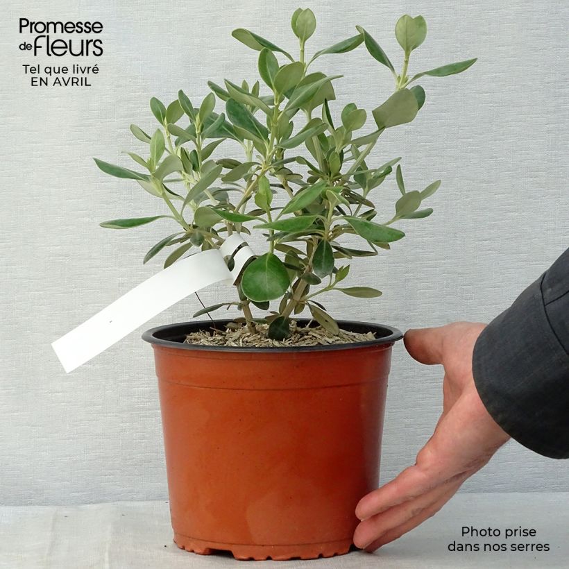 Example of Olearia traversii - Baumaster Topf mit 2L/3L as you get in printemps