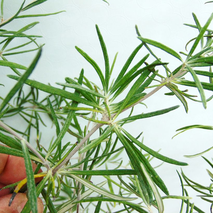 Olearia virgata - Baumaster (Foliage)