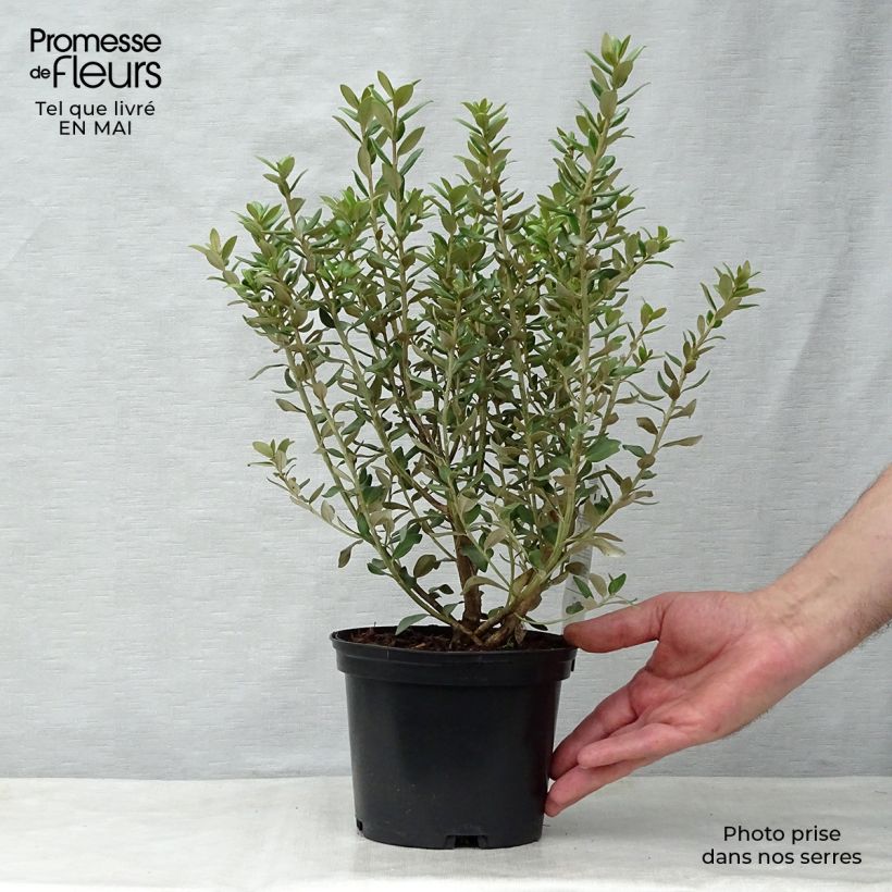 Example of Olearia haastii - Baumaster Topf mit 2L/3L as you get in printemps