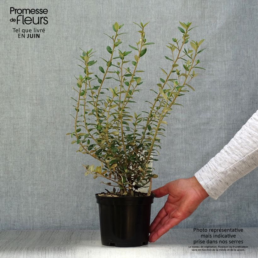 Exemplar von Olearia haastii - Baumaster Topf mit 2L/3L wie im Sommer geliefert
