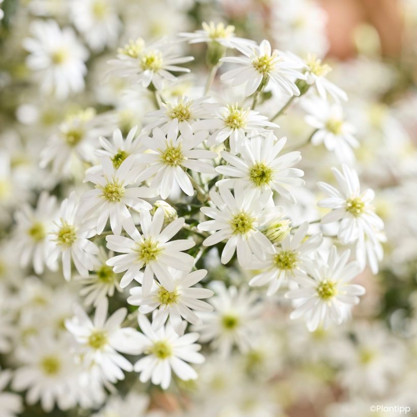 Olearia phlogopappa Spring Bling - Baumaster (Blüte)