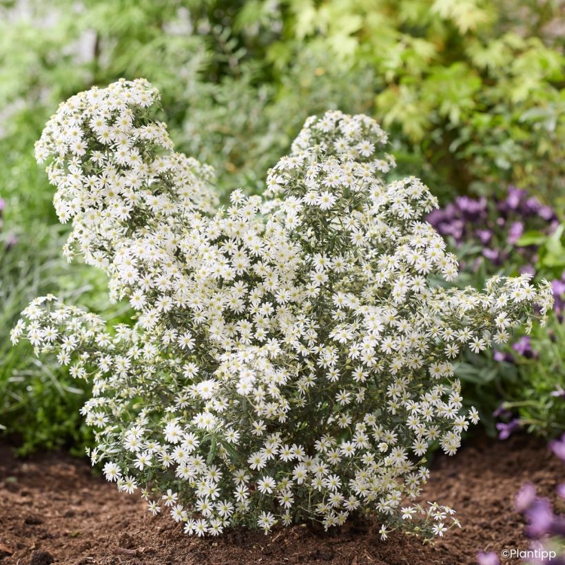Olearia phlogopappa Spring Bling - Baumaster (Wuchs)