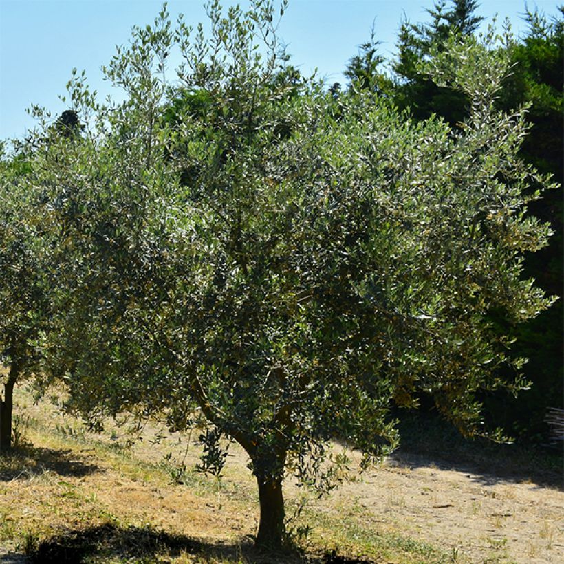 Ölbaum Lucques - Olea europaea (Wuchs)