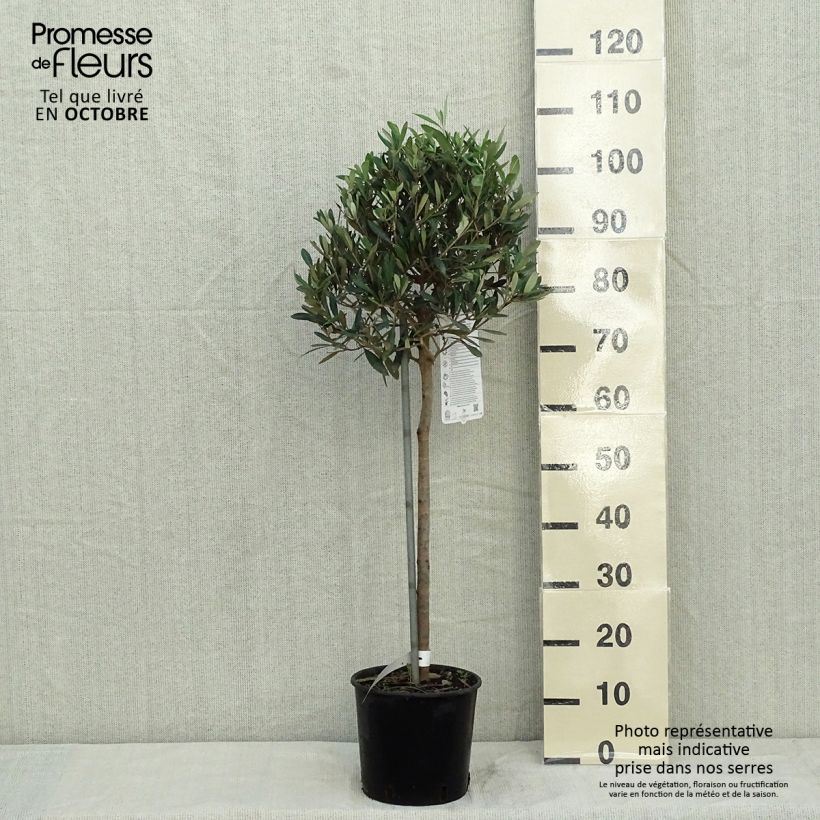 Exemplar von Ölbaum (Stengel) - Olea europaea Topf mit 4L/5L, 1/4 Stängel wie im Herbst geliefert
