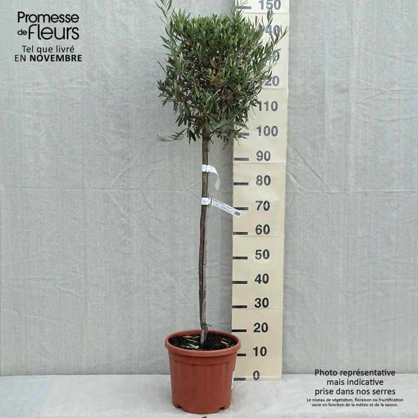 Exemplar von Ölbaum (Stengel) - Olea europaea Topf mit 7,5L/10L, Halbstamm wie im Herbst geliefert