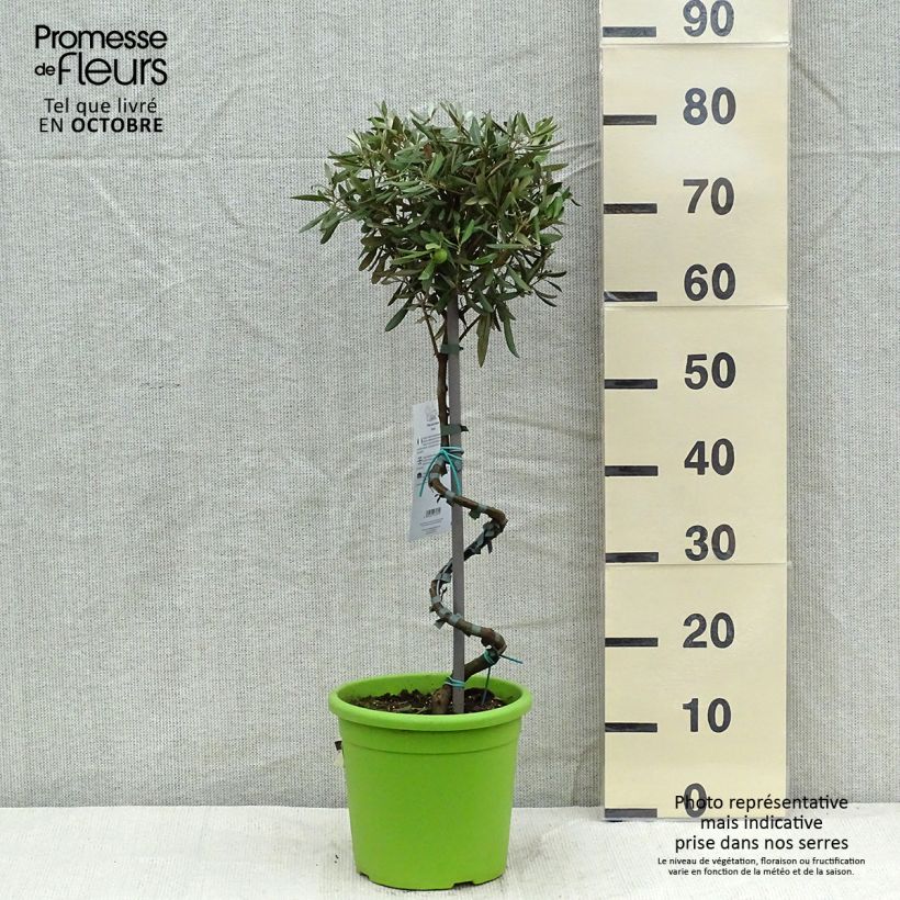 Exemplar von Ölbaum (Stengel) - Olea europaea Topf mit 4L/5L, Stamm wie im Herbst geliefert