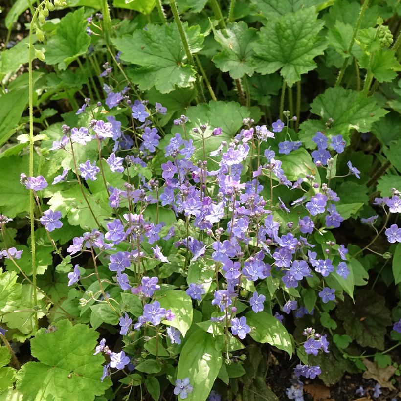 Omphalodes cappadocica Cherry Ingram - Kaukasus-Gedenkemein (Plant habit)