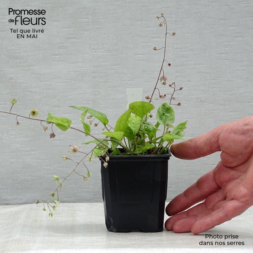 Exemplar von Omphalodes cappadocica Starry Eyes - Kaukasus-Gedenkemein Kleine Töpfe von 8/9 cm wie im Frühjahr geliefert