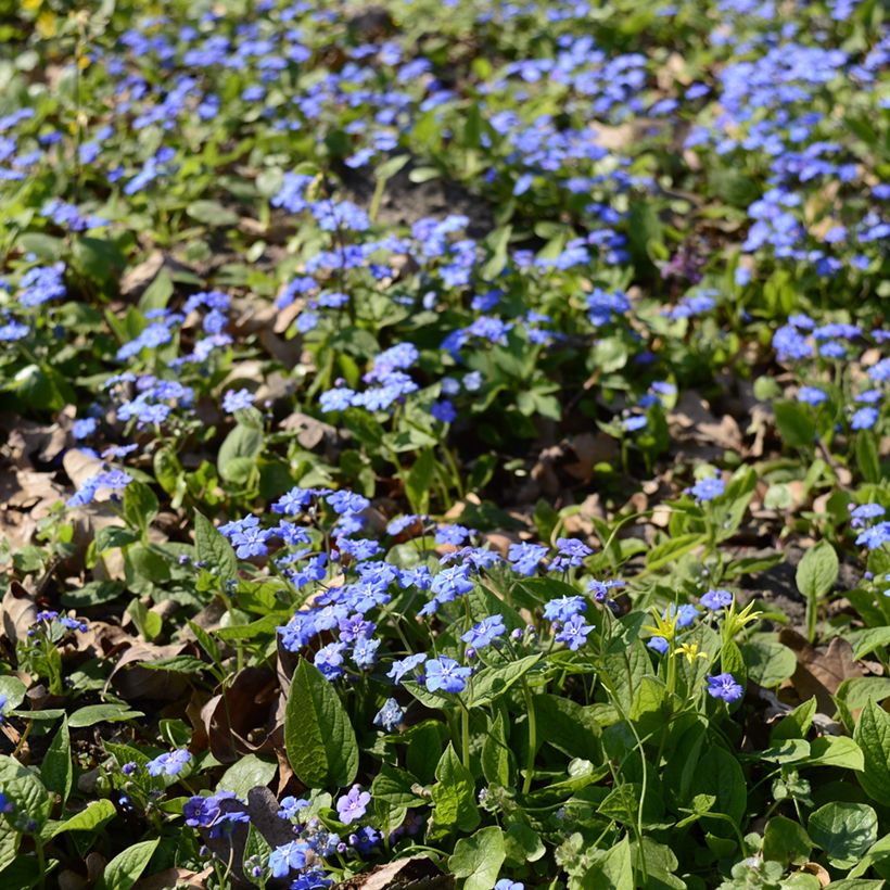 Omphalodes cappadocica - Kaukasus-Gedenkemein (Wuchs)