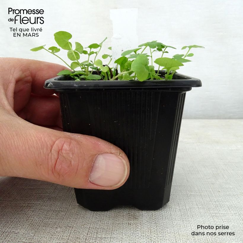 Example of Omphalodes verna Alba - Frühlings-Gedenkemein Kleine Töpfe von 8/9 cm as you get in printemps