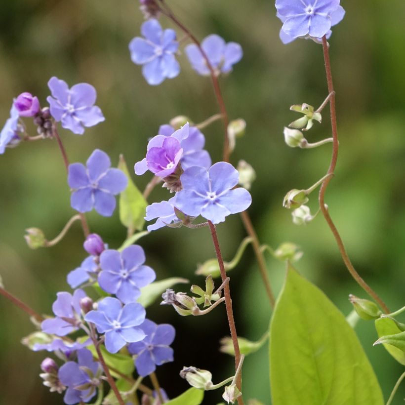 Omphalodes cappadocica Cherry Ingram - Kaukasus-Gedenkemein (Blüte)