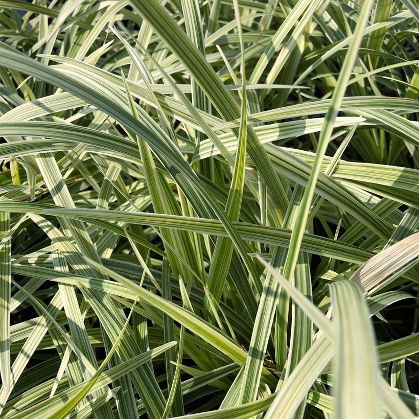 Ophiopogon jaburan Albo Variegata - Schlangenbart (Foliage)