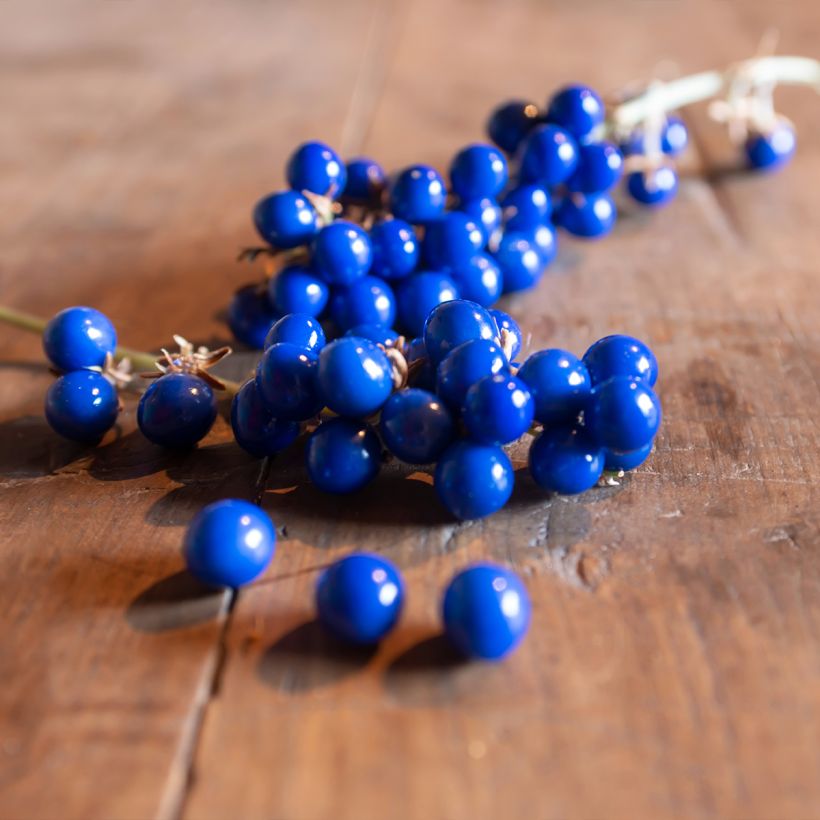 Ophiopogon jaburan Albo Variegata - Schlangenbart (Harvest)