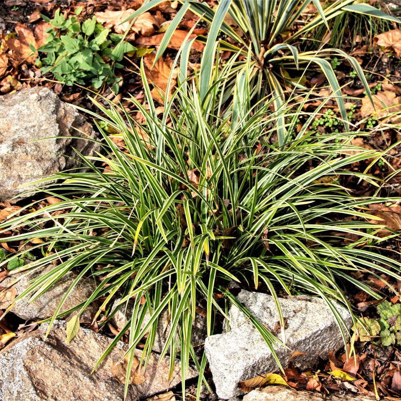 Ophiopogon jaburan Albo Variegata - Schlangenbart (Plant habit)