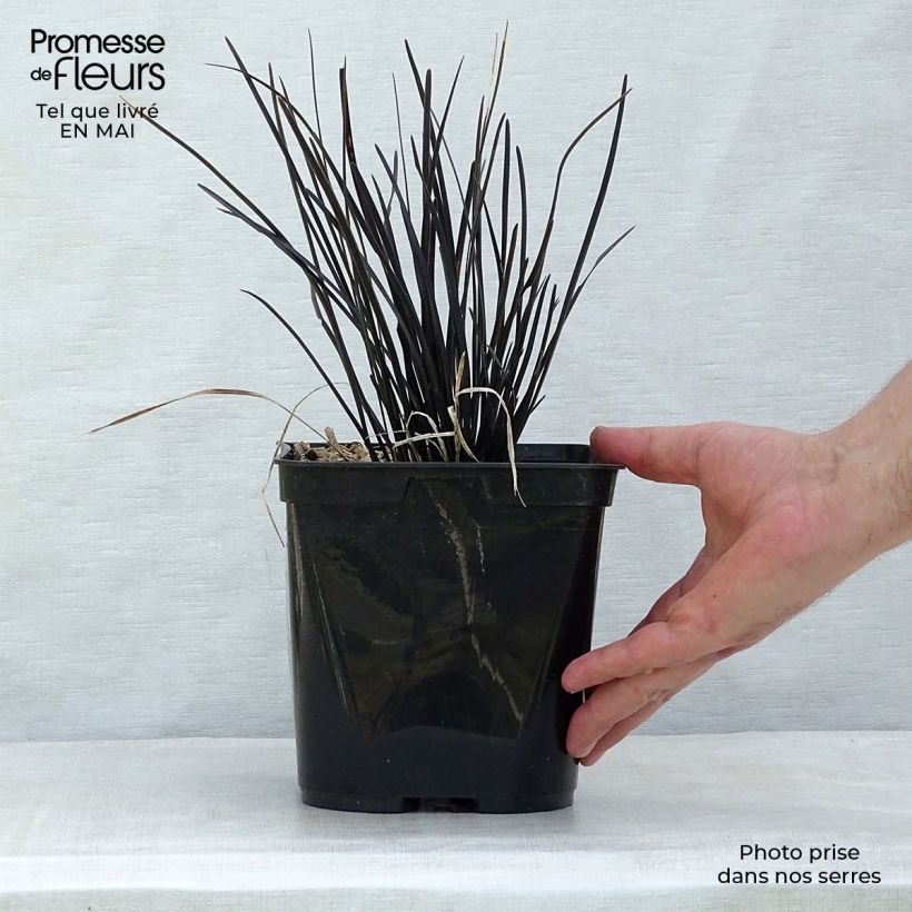Example of Ophiopogon planiscapus Hosoba Kokuryu - Schlangenbart Topf mit 2L/3L as you get in printemps