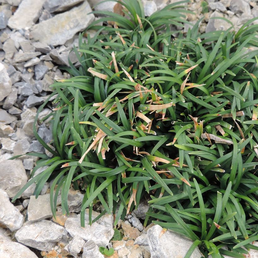 Ophiopogon japonicus Minor - Schlangenbart (Wuchs)