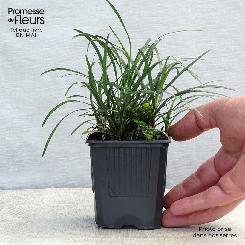 Example of Ophiopogon japonicus - Schlangenbart Kleine Töpfe von 8/9 cm as you get in printemps