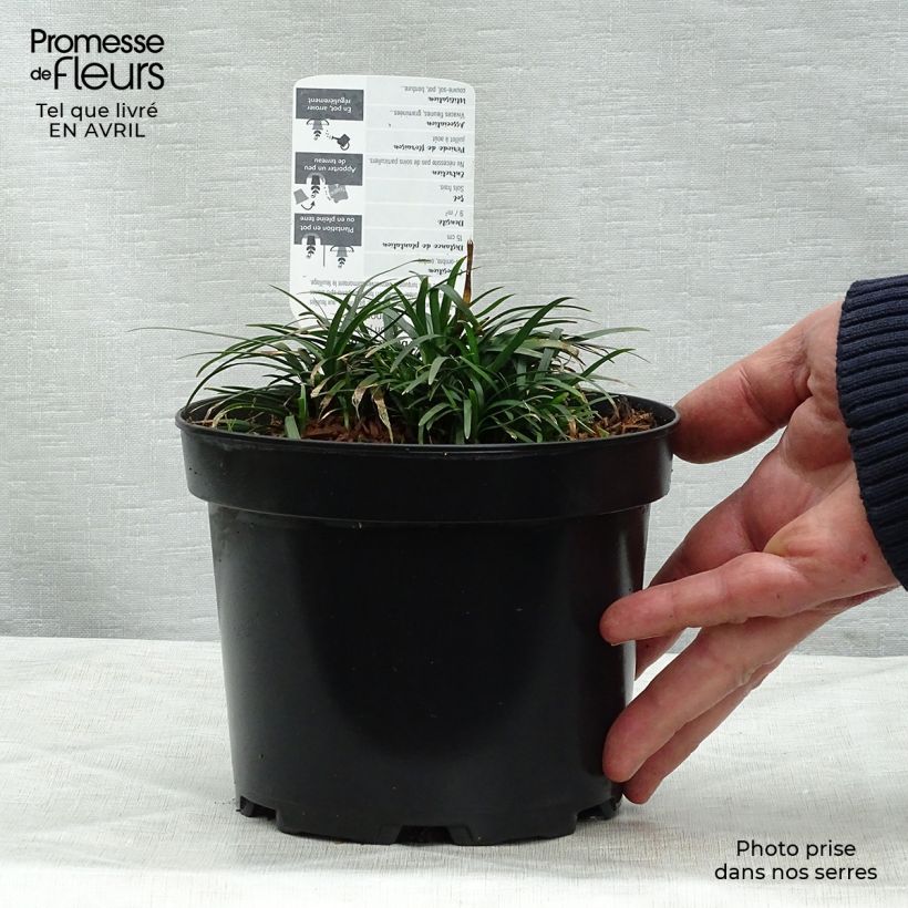 Example of Ophiopogon japonicus - Schlangenbart Topf mit 2L/3L as you get in printemps