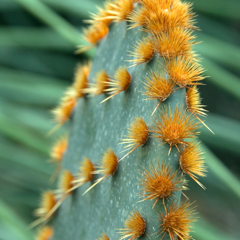 Opuntia aciculata - Feigenkaktus (Laub)