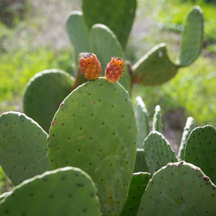 Opuntia aciculata - Feigenkaktus (Ernte)