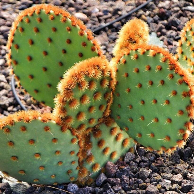 Opuntia aciculata - Feigenkaktus (Wuchs)