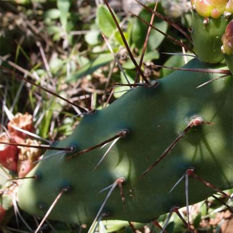 Opuntia anacantha - Feigenkaktus (Foliage)