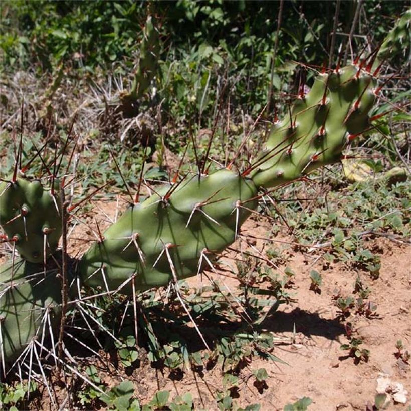 Opuntia anacantha - Feigenkaktus (Plant habit)