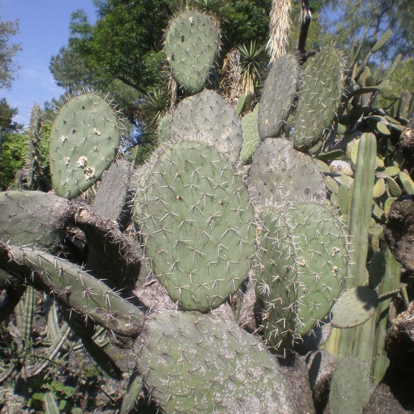 Opuntia atrispina - Feigenkaktus (Foliage)