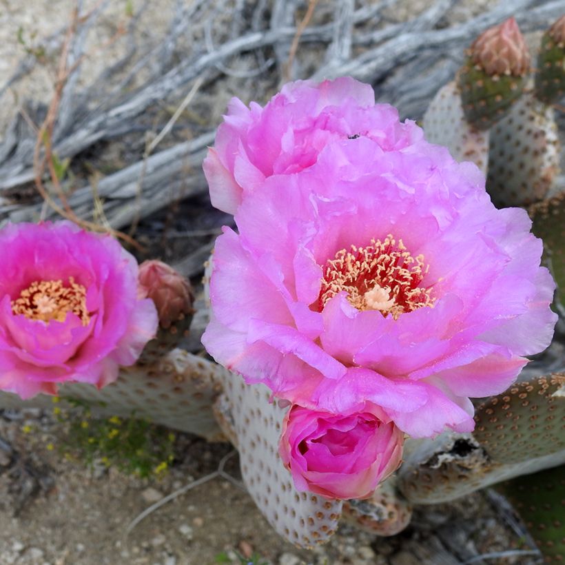 Opuntia basilaris - Feigenkaktus (Flowering)