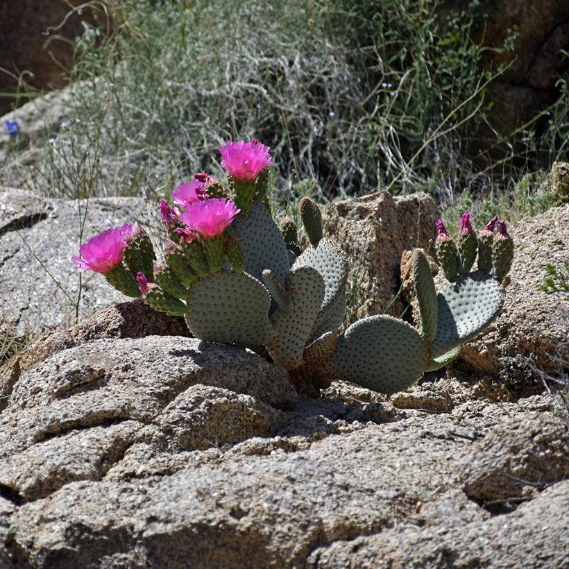 Opuntia basilaris - Feigenkaktus (Plant habit)