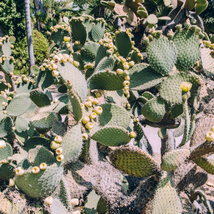 Opuntia bergeriana - Feigenkaktus (Wuchs)