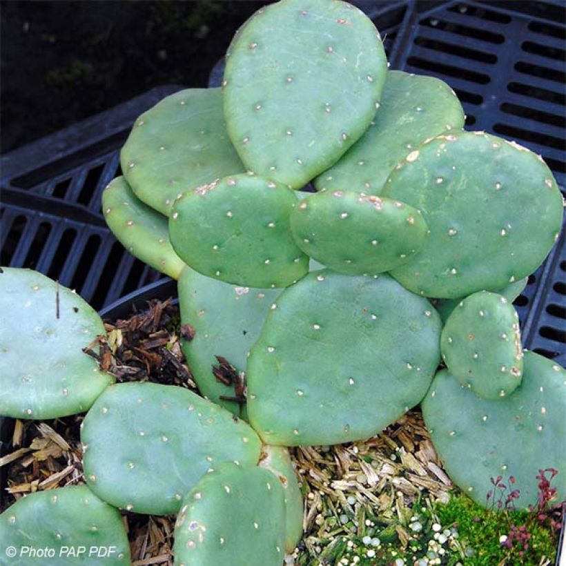 Opuntia compressa Millevaches - Feigenkaktus (Wuchs)