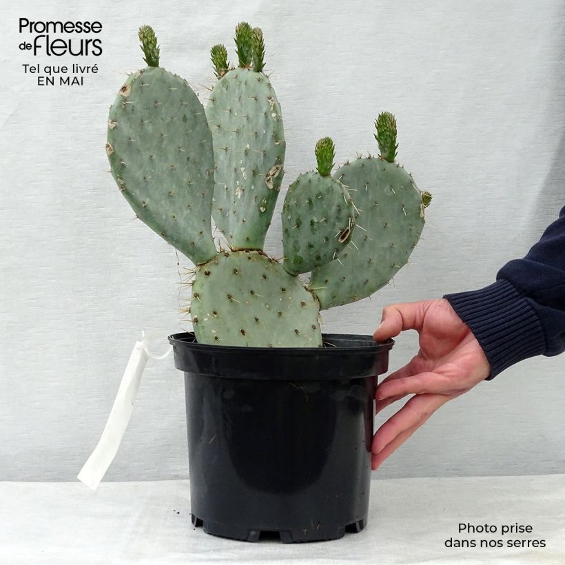 Example of Opuntia dulcis - Feigenkaktus Topf mit 4L/5L as you get in printemps