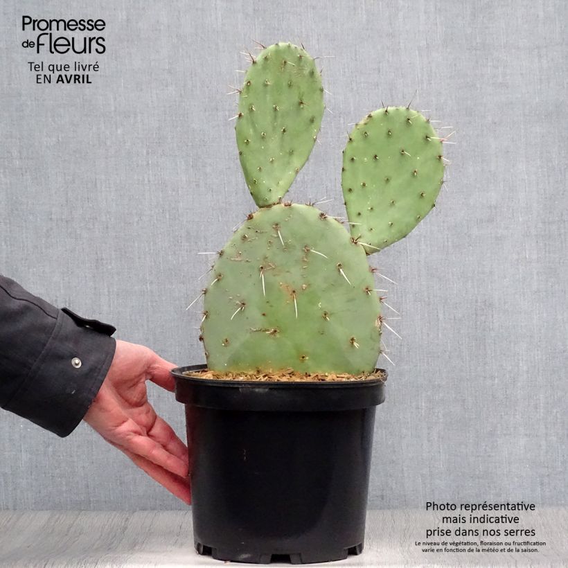 Example of Opuntia engelmannii - Feigenkaktus Topf mit 4L/5L as you get in printemps