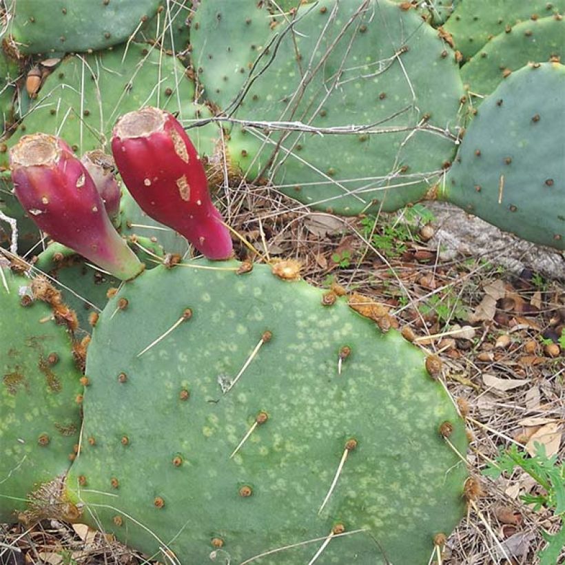 Opuntia engelmannii var.indheimeri - Feigenkaktus (Wuchs)