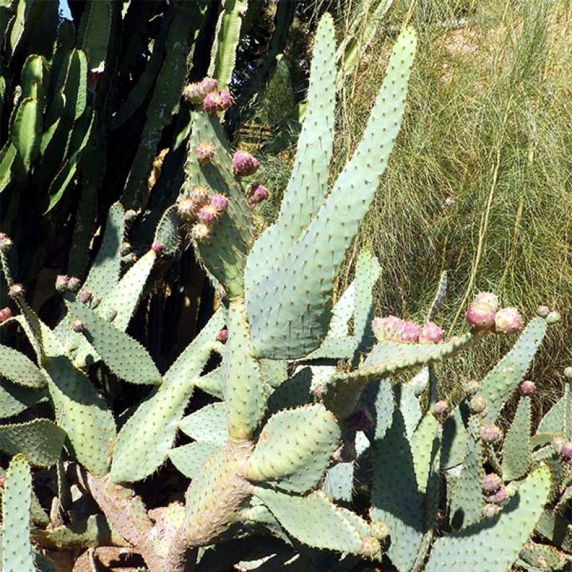 Opuntia engelmannii var.linguiformis - Feigenkaktus (Wuchs)