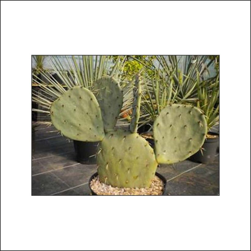 Opuntia gregoriana - Feigenkaktus (Plant habit)