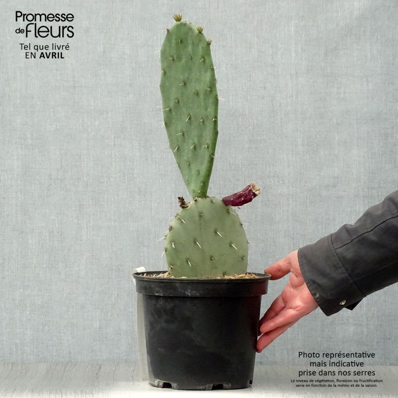 Example of Opuntia gregoriana - Feigenkaktus Topf mit 4L/5L as you get in printemps