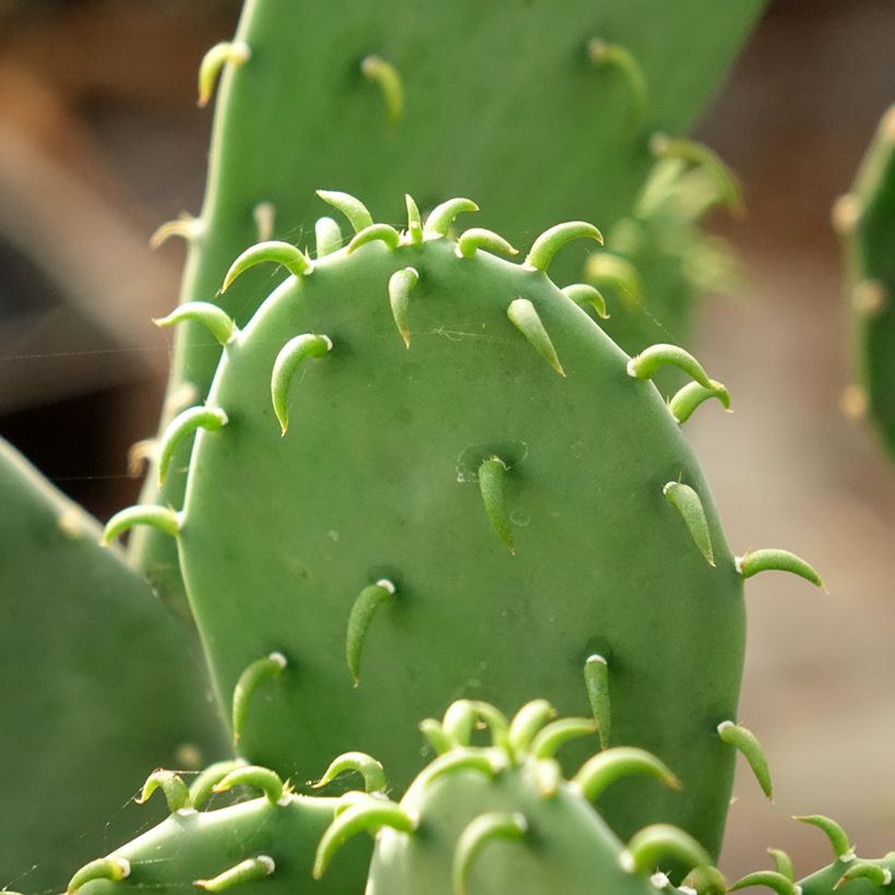 Opuntia laevis - Feigenkaktus (Foliage)