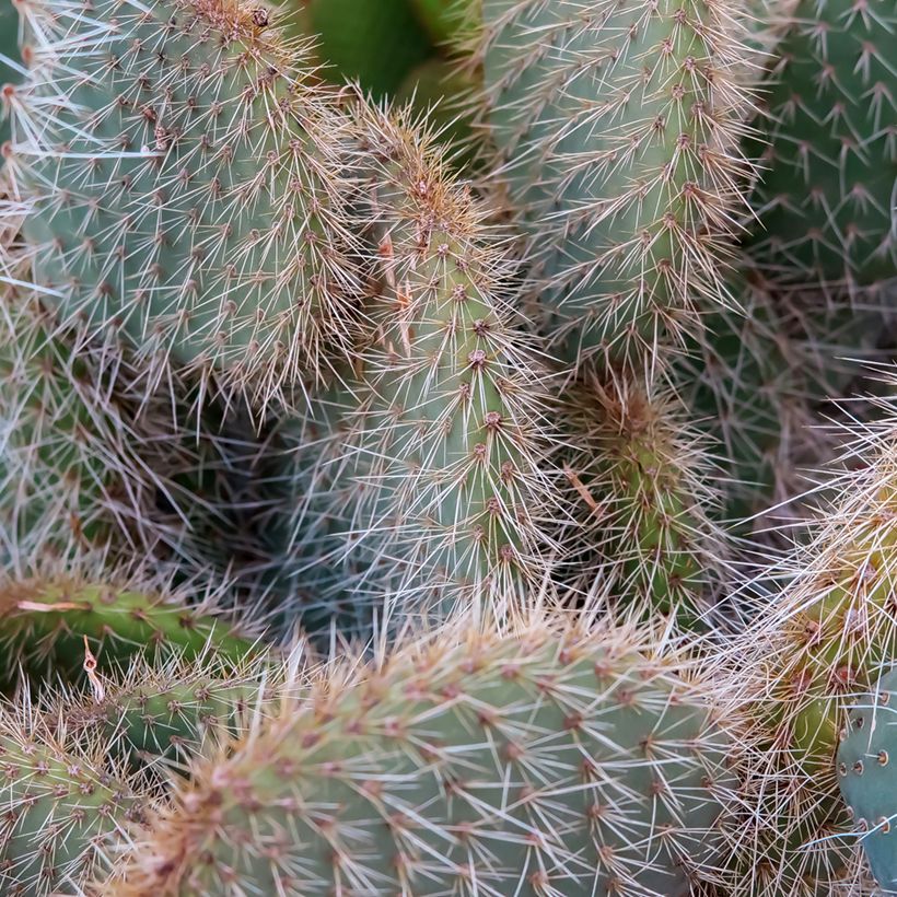 Opuntia leucotricha - Feigenkaktus (Laub)