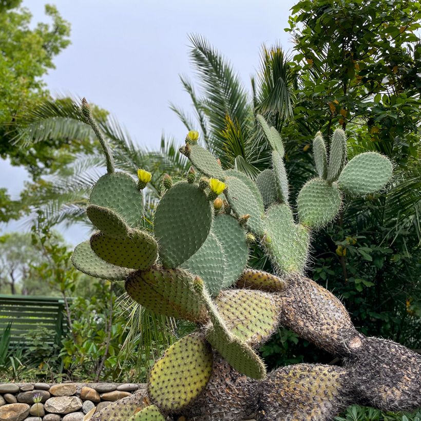 Opuntia leucotricha - Feigenkaktus (Wuchs)