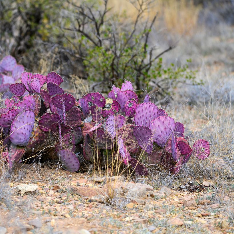 Opuntia macrocentra (Plant habit)