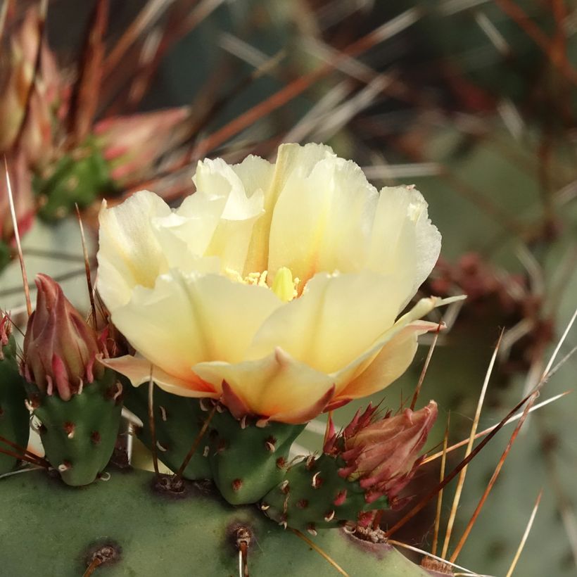 Opuntia macrocentra (Blüte)