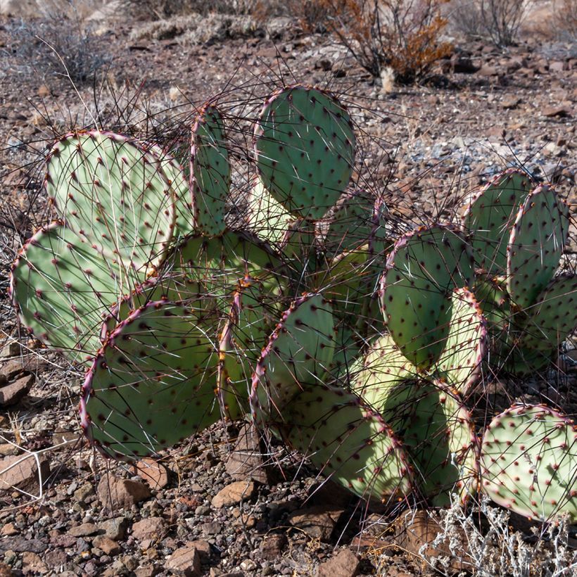 Opuntia macrocentra - Feigenkaktus (Wuchs)