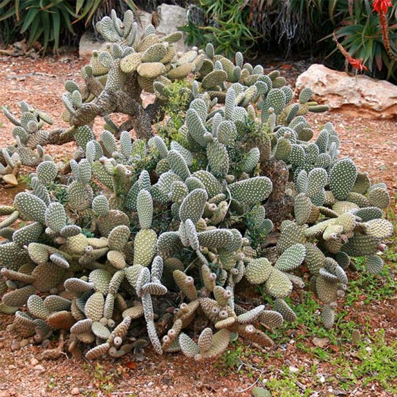 Opuntia microdasys - Feigenkaktus (Wuchs)