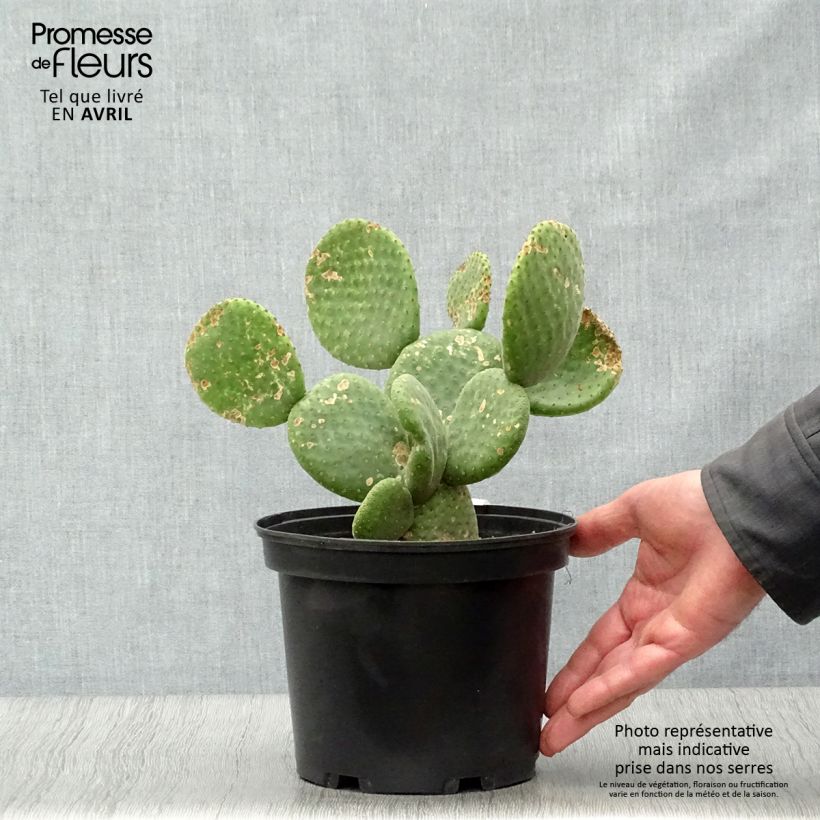 Example of Opuntia microdasys Caress - Feigenkaktus Topf mit 3L/4L as you get in printemps