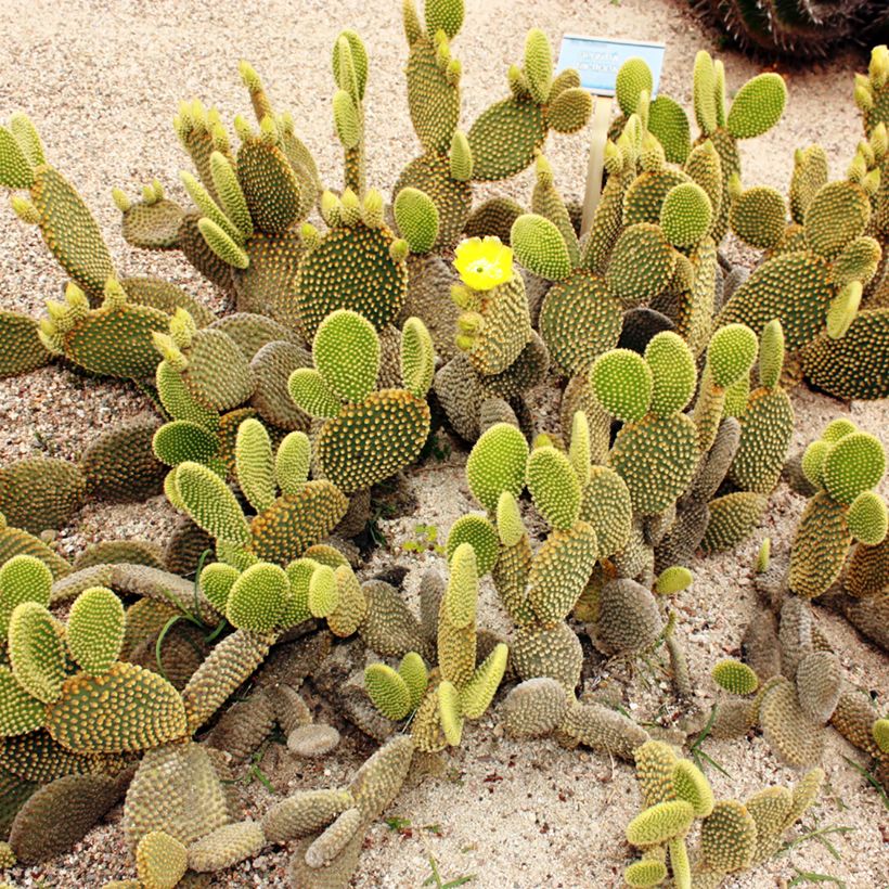 Opuntia microdasys var. pallida - Feigenkaktus (Wuchs)