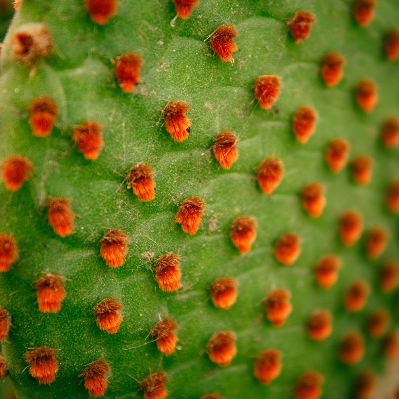 Opuntia microdasys var. rufida - Feigenkaktus (Foliage)