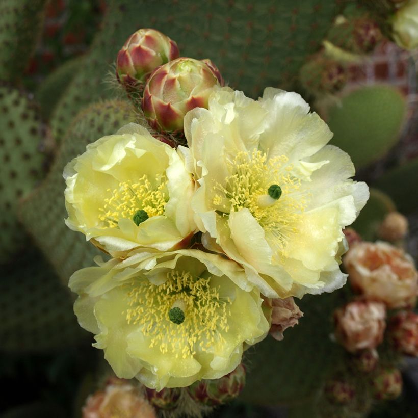 Opuntia microdasys var. rufida - Feigenkaktus (Flowering)